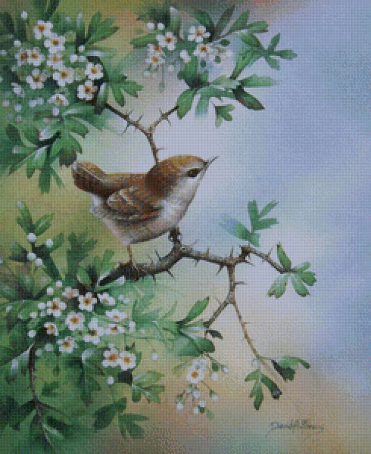 Птичка - природа, птицы, цветы - предпросмотр