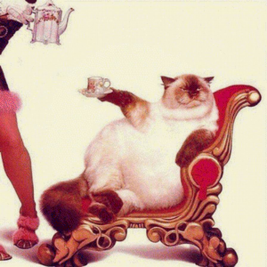 Кот Барин - сиамский, чайник, кот, животные, чай - предпросмотр