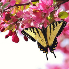 Схема вышивки «бабочка»