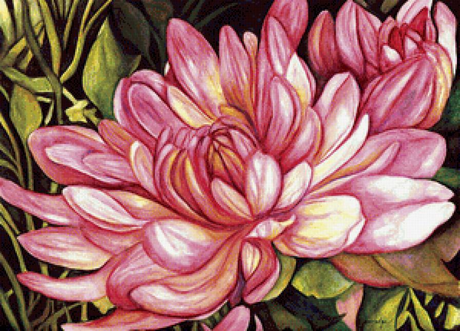 Цветок - цветы, цветок, хризантема - предпросмотр