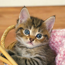 Схема вышивки «№1154494»