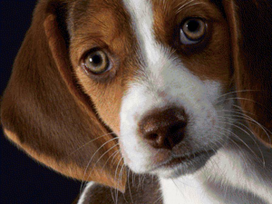 взгляд - собаки, животные - предпросмотр