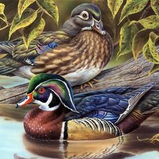 Схема вышивки «утки Мандаринки»