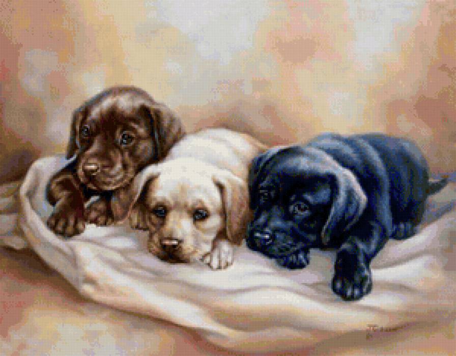 щенки - домашние питомцы - предпросмотр