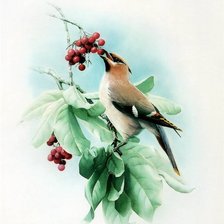 Схема вышивки «птица»