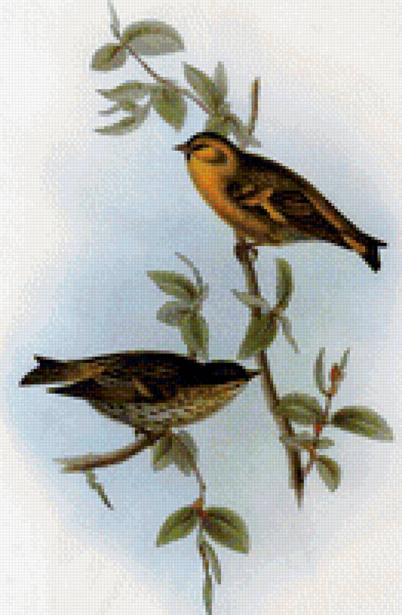 птицы - птицы - предпросмотр