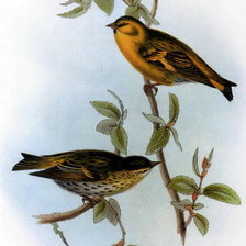 Схема вышивки «птицы»