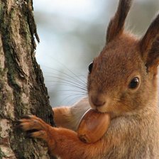 Схема вышивки «Белочка»