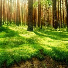 Схема вышивки «Весенний лес»