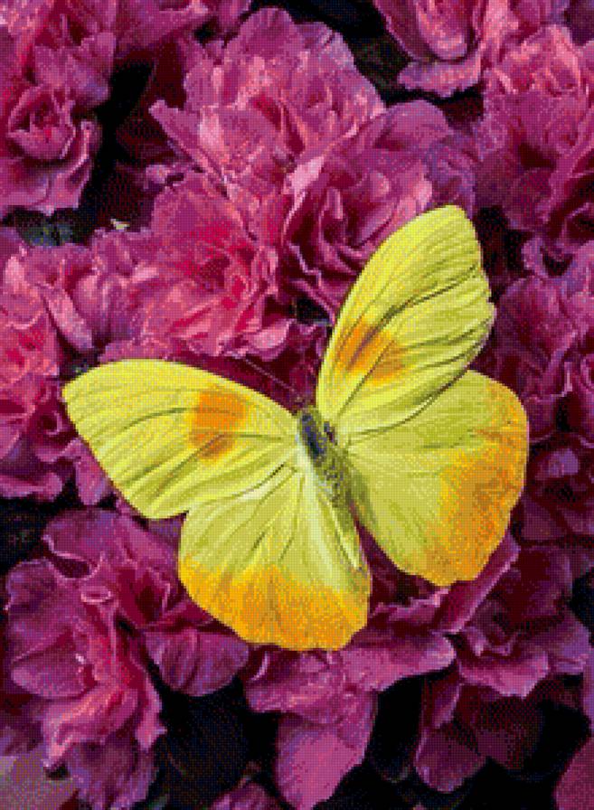 бабочка - весна, цветы, бабочка - предпросмотр