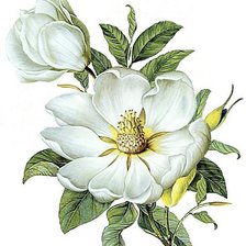 Схема вышивки «магнолия»