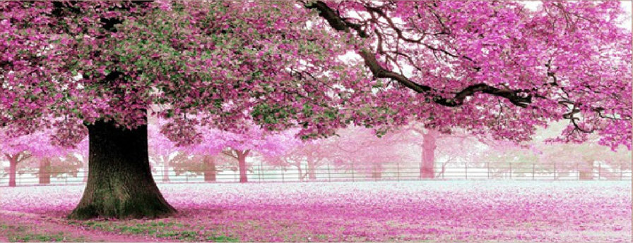 розовое дерево - дерево - оригинал