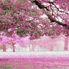 Схема вышивки «розовое дерево»