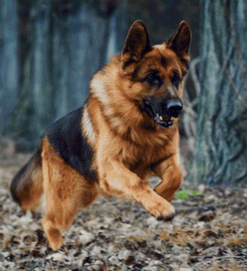 Де Орсе Мак Флай Дьябло - собака, собаки, немецкая овчарка - предпросмотр