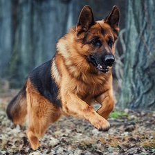 Схема вышивки «Де Орсе Мак Флай Дьябло»