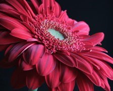 Схема вышивки «Гербера»