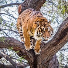 Схема вышивки «№1156319»