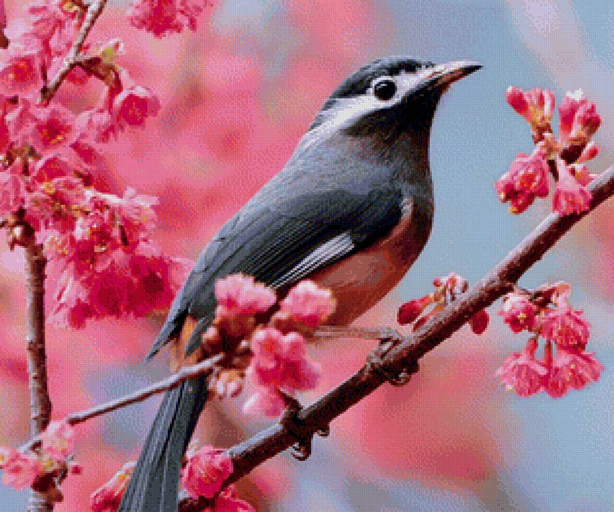 птичка - птицы, природа - предпросмотр