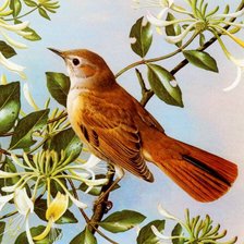 Схема вышивки «птичка»