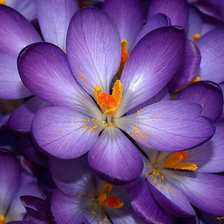 Схема вышивки «цветы»