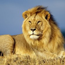 Схема вышивки «лев»