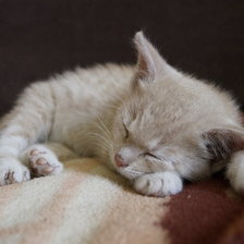 Схема вышивки «котенок»