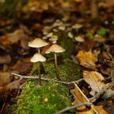 Схема вышивки «грибы»