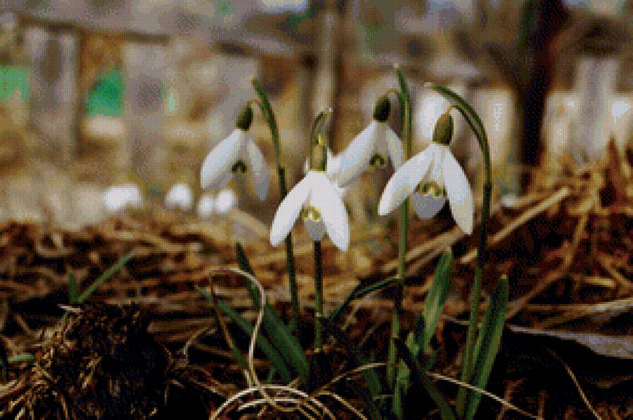 подснежники - цветы, подснежник, природа - предпросмотр