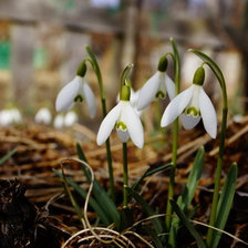 подснежники