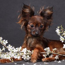 Схема вышивки «красавчик»