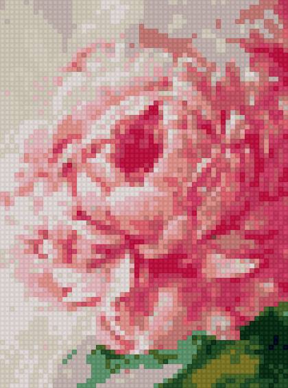 Пион - цветок, пион - предпросмотр