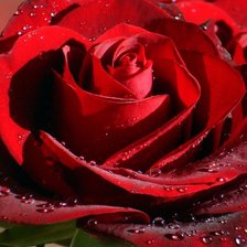 Схема вышивки «прекрасная роза»