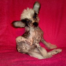 Схема вышивки «Китайская Хохлатая - оленёнок Бэмби)»