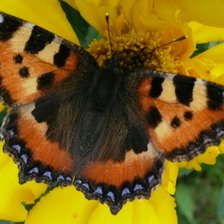 Схема вышивки «Крапивница»