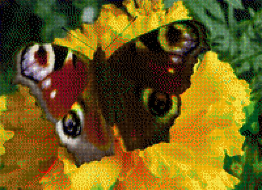 Павлиний глаз - природа, бабочки - предпросмотр