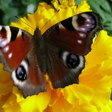 Павлиний глаз