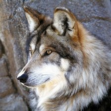 Схема вышивки «волк»