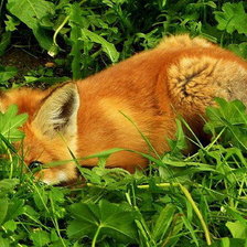 Лиса в засаде