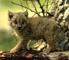 Схема вышивки «Рысенок»