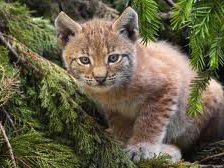 Схема вышивки «Рысенок»