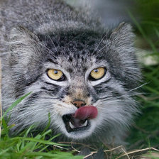 Схема вышивки «Манул»