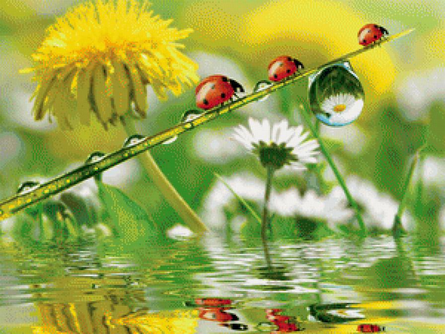 роса - природа - предпросмотр