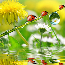 Схема вышивки «роса»