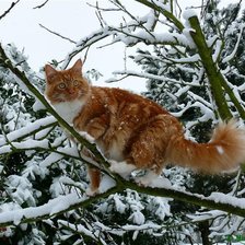 Схема вышивки «рыжий котик 2»