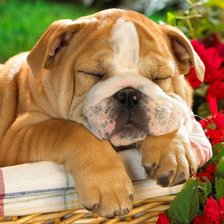 Схема вышивки «№1158578»