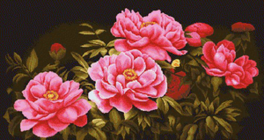 Пионы - пион, букет, цветы, цветок - предпросмотр