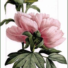 Схема вышивки «пион»