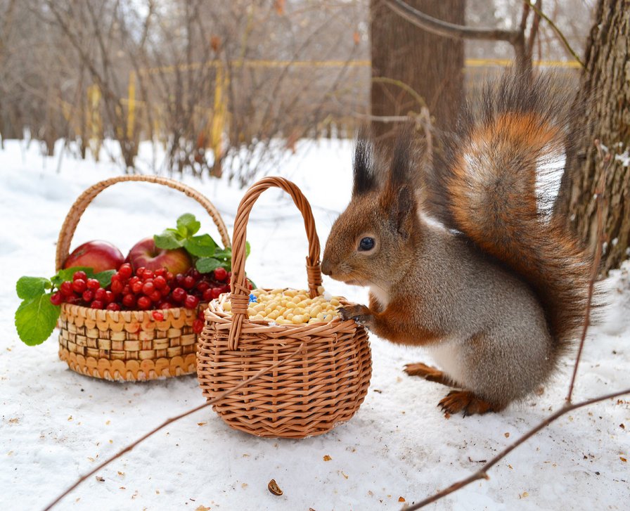 белка - корзина, зима, подарки, ягоды - оригинал