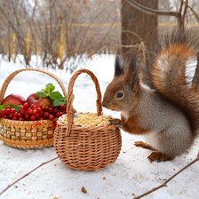 Схема вышивки «белка»