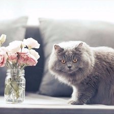 Схема вышивки «кот»